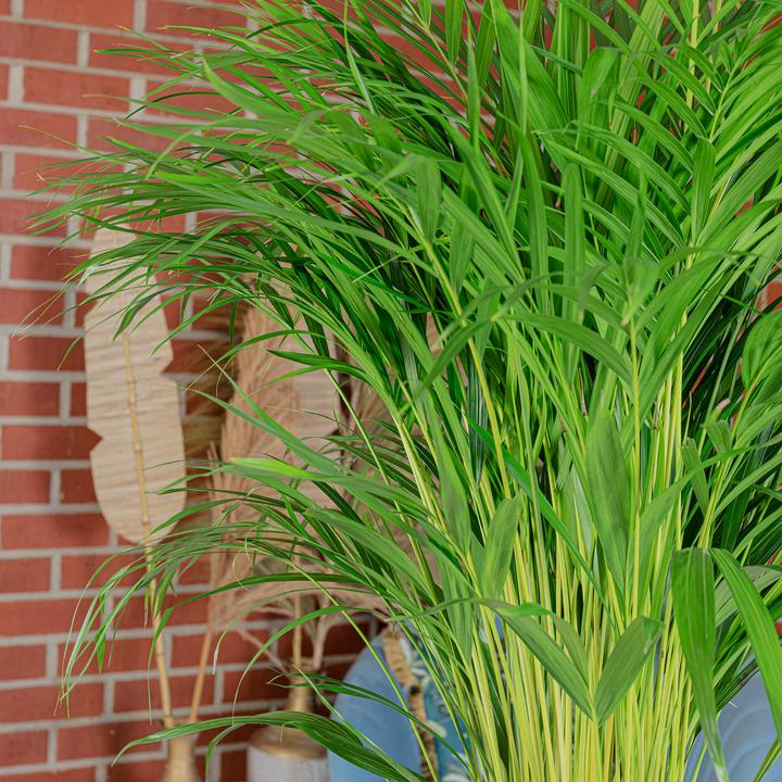 Actual product image Flowerbox Golden fruit palm - height ca. 100 cm, pot-Ø 21 cm - Areca Dypsis Lutescens (100 cm)