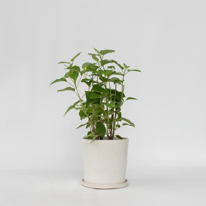 Immagine prodotto Plant in a Box Ortensia Forte Annabelle - Ortensia (30 cm)