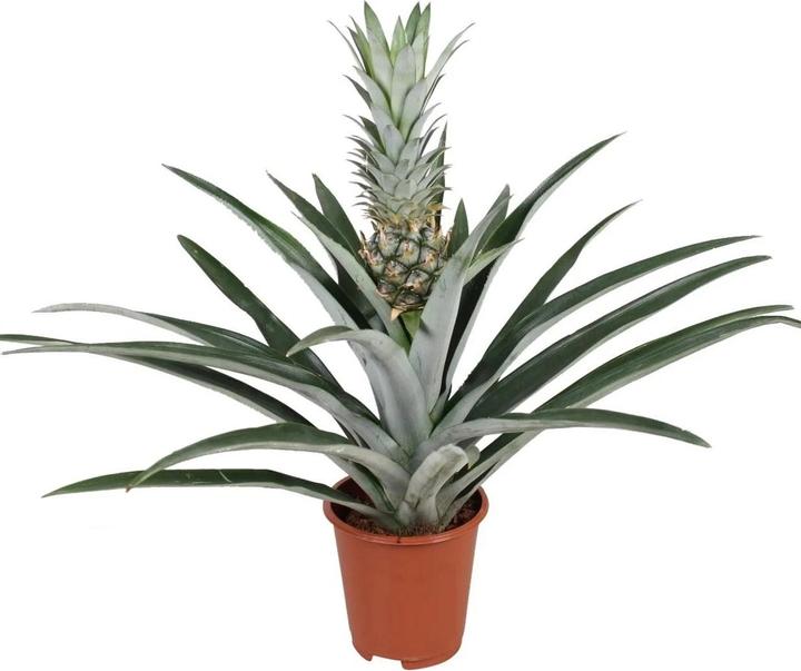 Produktbild Plant in a Box Ananas comosus - Anti-Schnarch-Pflanze