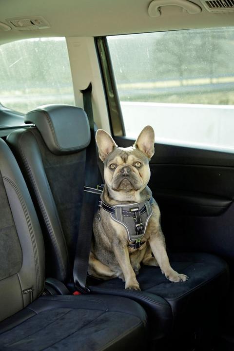 Produktbild Kerbl Autosicherheitsgeschirr (Hund, Sicherheitsverschluss)