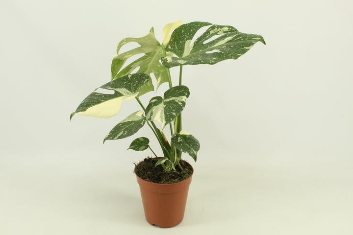 Image du produit Mahaloplants Monstera constellation thaïlandaise (50 cm)