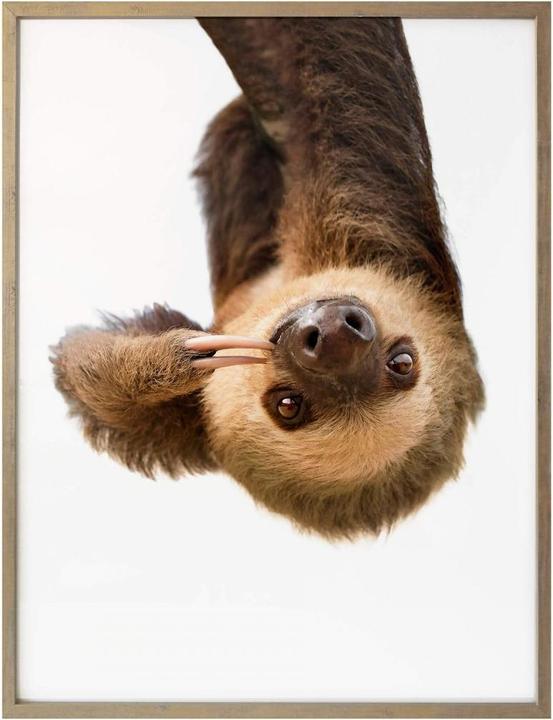 Actual product image Trenddeko The Sloth (30 x 40 cm)