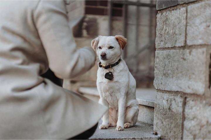 Actual product image Hunter Dog Collar Zanzibar (40, 41, 42, 43, 44, 45, 46, 47, 48, 49, 50, 52, 54, Dog, General)