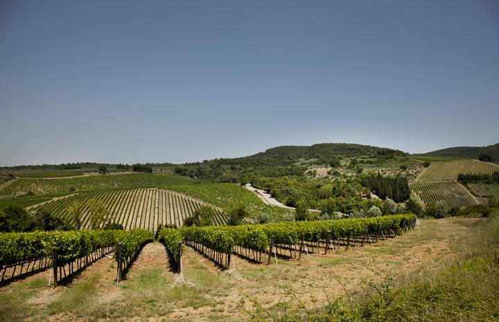 Image du produit Marchesi Antinori Tignanello Grappa (1 x 50 cl)