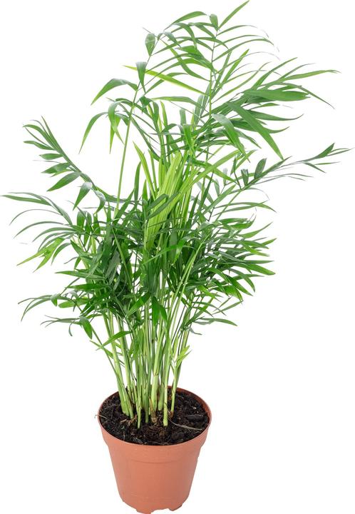 Immagine prodotto Flowerbox Palma di montagna - Chamaedorea elegans (35 cm)