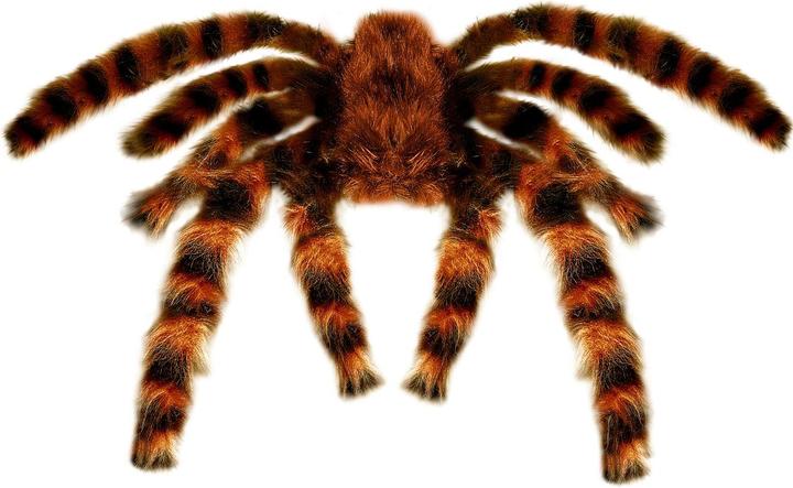 Actual product image Widmann Hairy tarantula