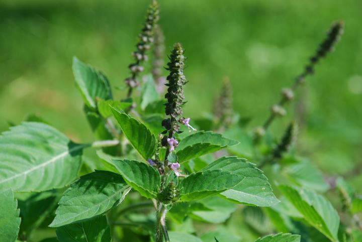 Image du produit Zollinger Bio Basilic, Tulsi (Basilic sacré) (plante annuelle)