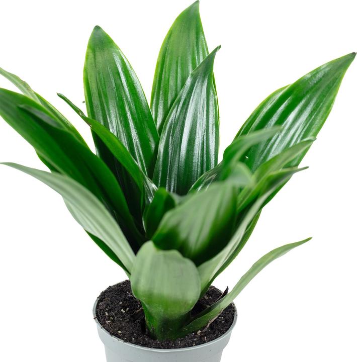 Actual product image Flowerbox Dragon tree Janet Craig - height ca. 15 cm, pot-Ø 6 cm - Dracaena Deremensis Janet Craig (15 cm)