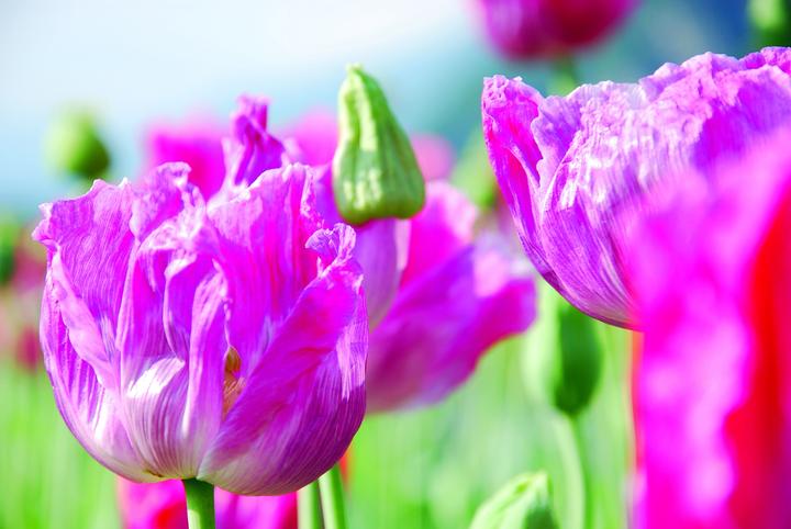 Produktbild Zollinger Bio Mohn, Zartrosa (einjährig) (Keimlinge)