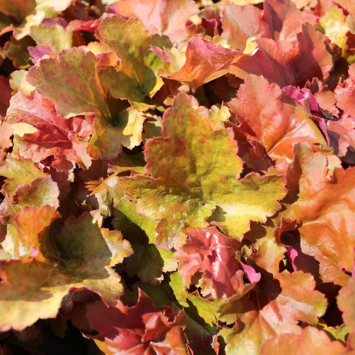 Produktbild Zulauf Heuchera 'Creme Brulee' / Purpurglöckchen 'Creme Brulee' (20 cm)