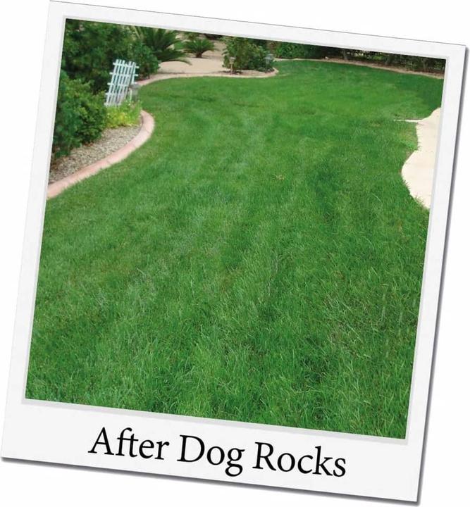 Produktbild Dog Rocks Parker (Hund)