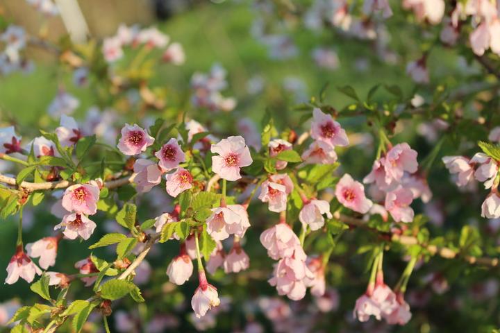 Produktbild Lubera Japanische Mini-Zierkirsche 'Kojou-no-