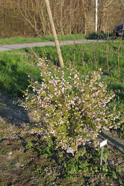 Produktbild Lubera Japanische Mini-Zierkirsche 'Kojou-no-