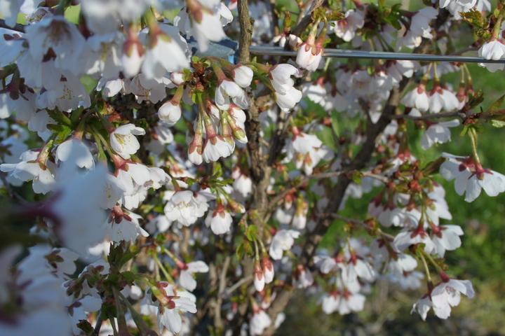 Produktbild Lubera Japanische Mini-Zierkirsche 'Kojou-no-