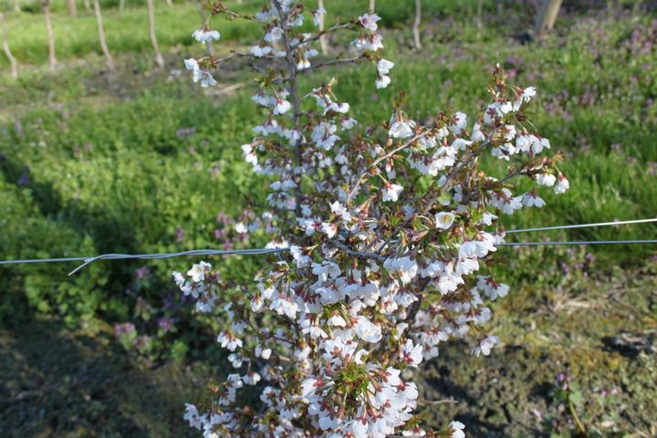 Produktbild Lubera Japanische Mini-Zierkirsche 'Kojou-no-