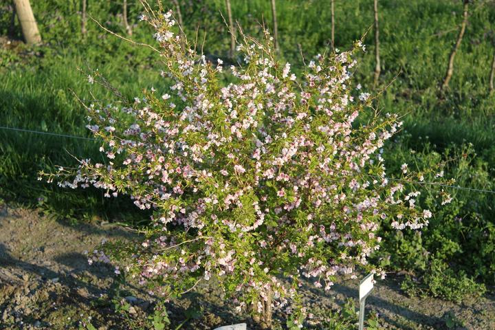 Produktbild Lubera Japanische Mini-Zierkirsche 'Kojou-no-