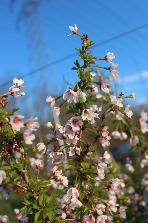 Produktbild Lubera Japanische Mini-Zierkirsche 'Kojou-no-