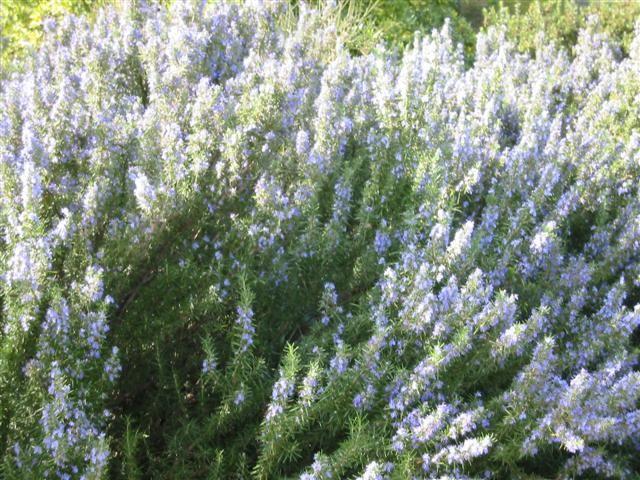 Image du produit Lubera Romarin (Rosmarin officinalis)