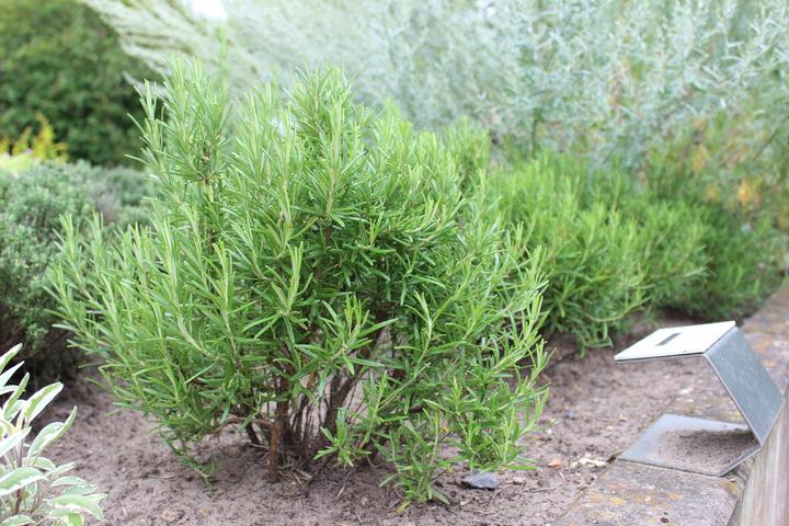 Image du produit Lubera Romarin (Rosmarin officinalis)
