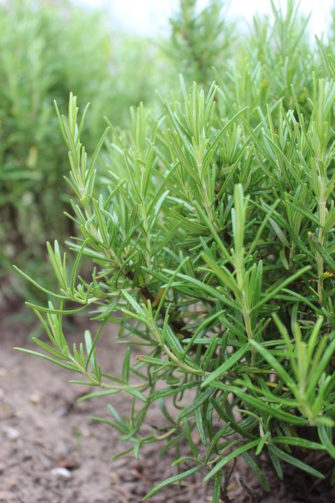 Image du produit Lubera Romarin (Rosmarin officinalis)