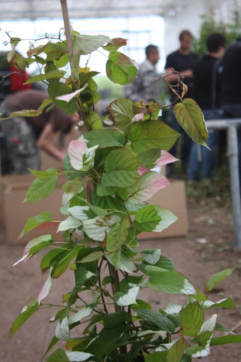 Produktbild Lubera Sommerkiwi Adam