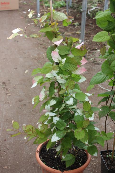 Produktbild Lubera Sommerkiwi Adam