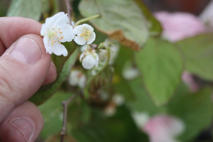 Produktbild Lubera Sommerkiwi Adam