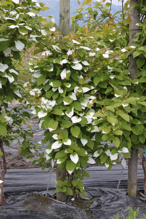 Produktbild Lubera Sommerkiwi Adam