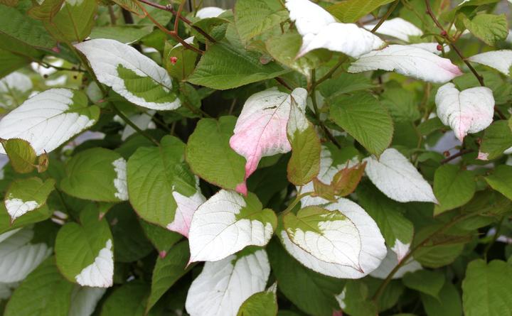 Produktbild Lubera Sommerkiwi Adam