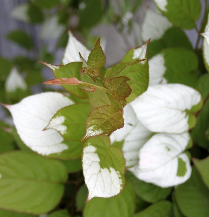 Produktbild Lubera Sommerkiwi Adam