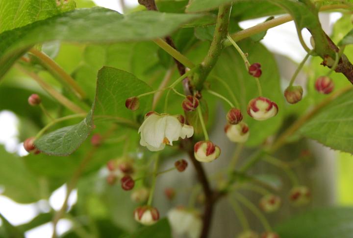 Produktbild Lubera Sommerkiwi Adam