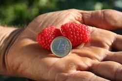 Produktbild Lubera Himbeere Twotimer® Sugana®