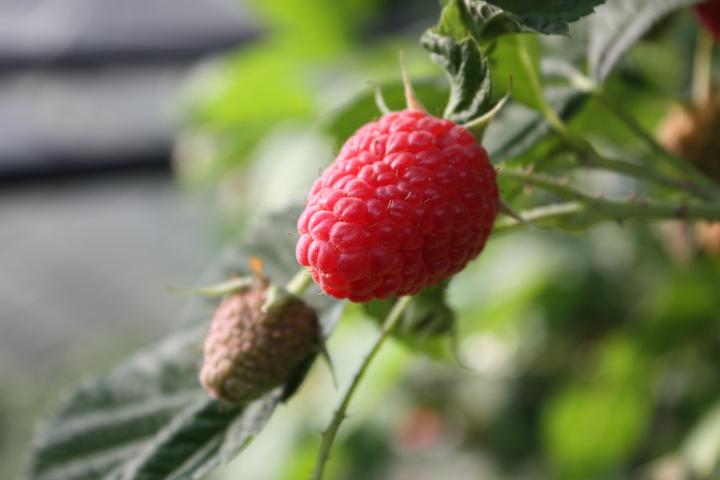 Produktbild Lubera Himbeere Twotimer® Sugana®