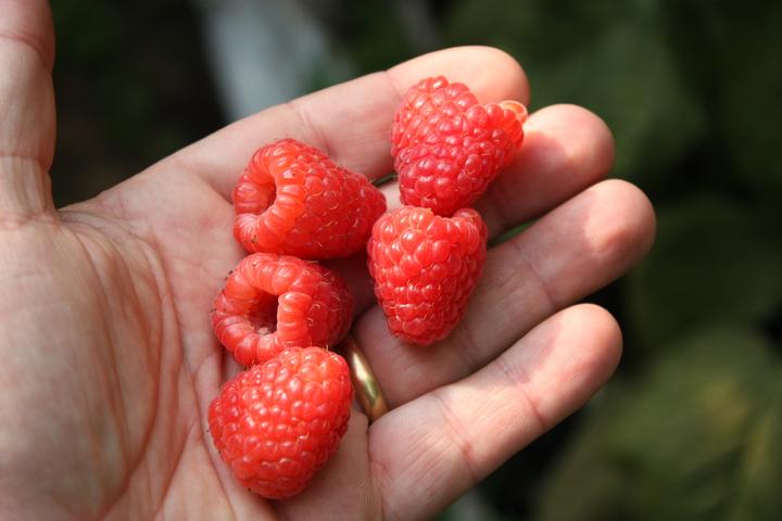 Produktbild Lubera Himbeere Twotimer® Sugana®