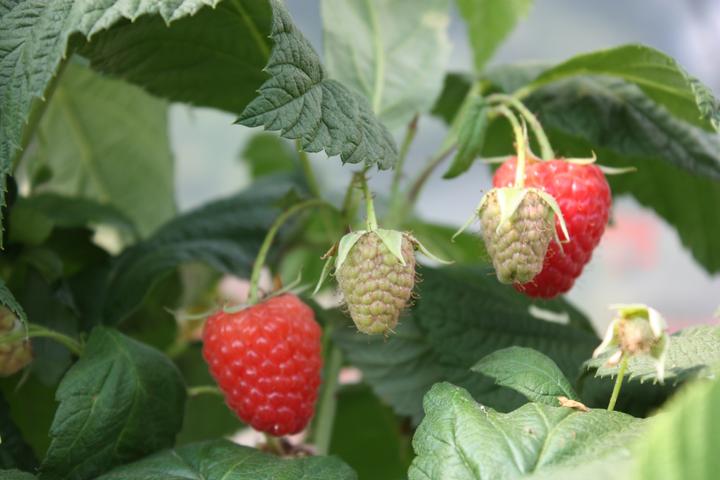 Produktbild Lubera Himbeere Twotimer® Sugana®