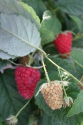 Produktbild Lubera Himbeere Twotimer® Sugana®