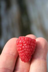 Produktbild Lubera Himbeere Twotimer® Sugana®