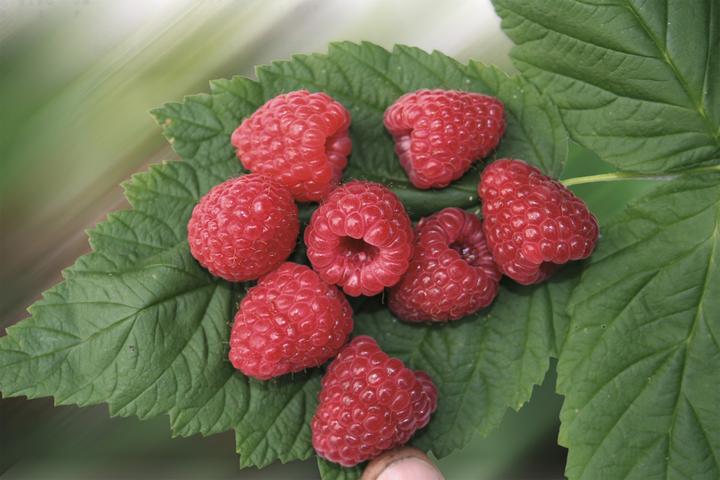 Produktbild Lubera Himbeere Twotimer® Sugana®