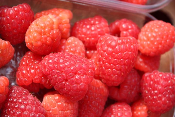 Produktbild Lubera Himbeere Twotimer® Sugana®