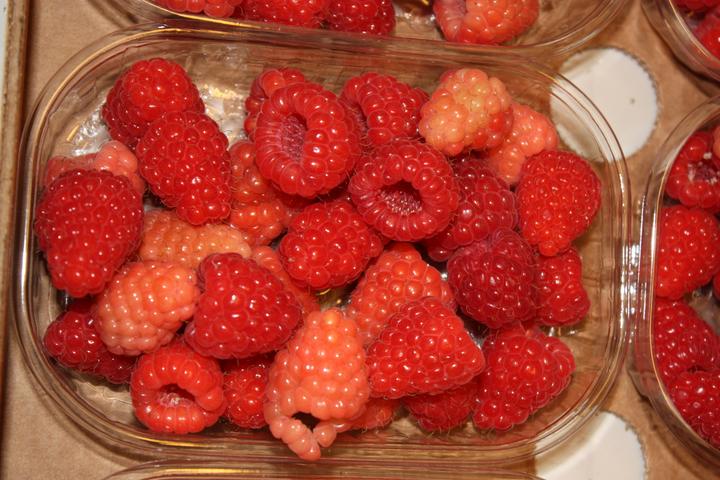 Produktbild Lubera Himbeere Twotimer® Sugana®