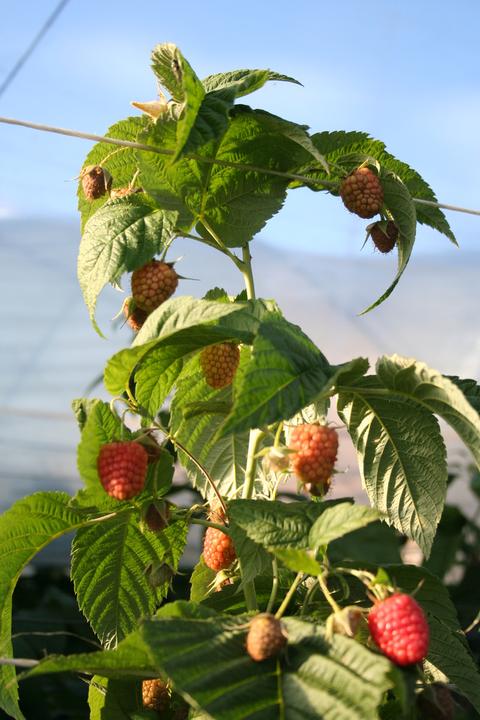 Produktbild Lubera Himbeere Twotimer® Sugana®