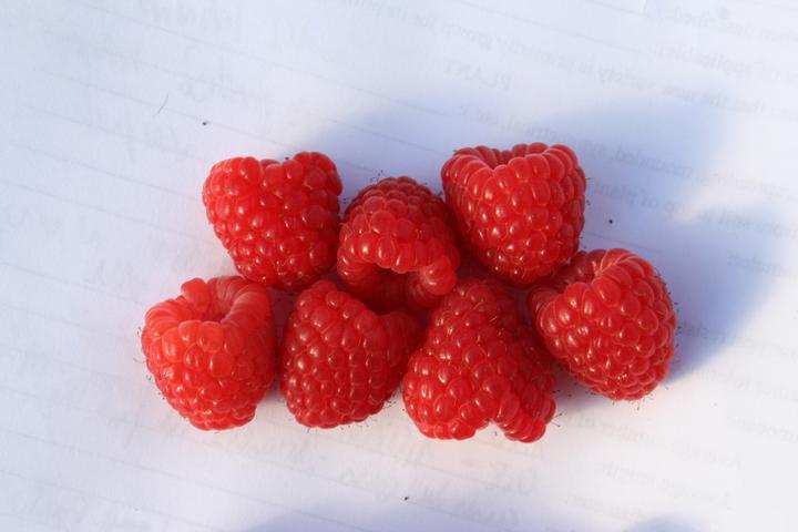 Produktbild Lubera Himbeere Twotimer® Sugana®