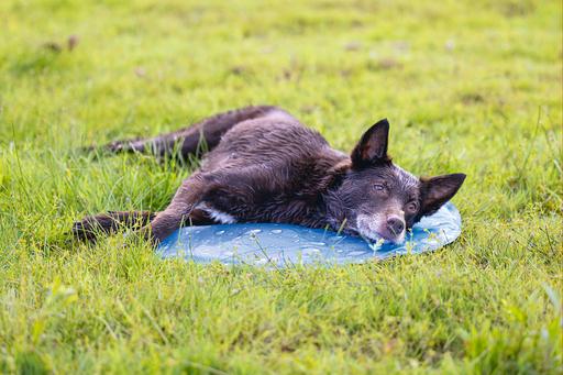 Actual product image Karlie Cooling mat drops (Dog)
