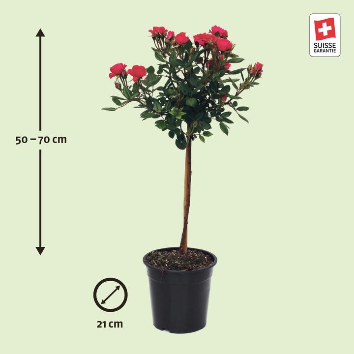 Image du produit Zulauf Floribundarose / Rosa 'Fuchsia Terrazza (70 cm)