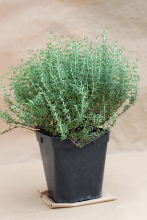 Lubera Thym nain (Thymus vulgaris)