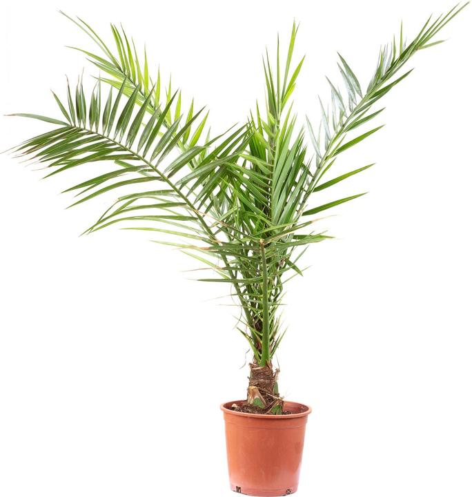 Produktbild Flowerbox Kanarische Dattelpalme - Phoenix Canariensis (110 cm)