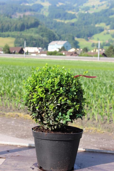 Lubera Buchs, Buchsbaum 'Arborescens' zur Kugel geschnitten (20 cm)