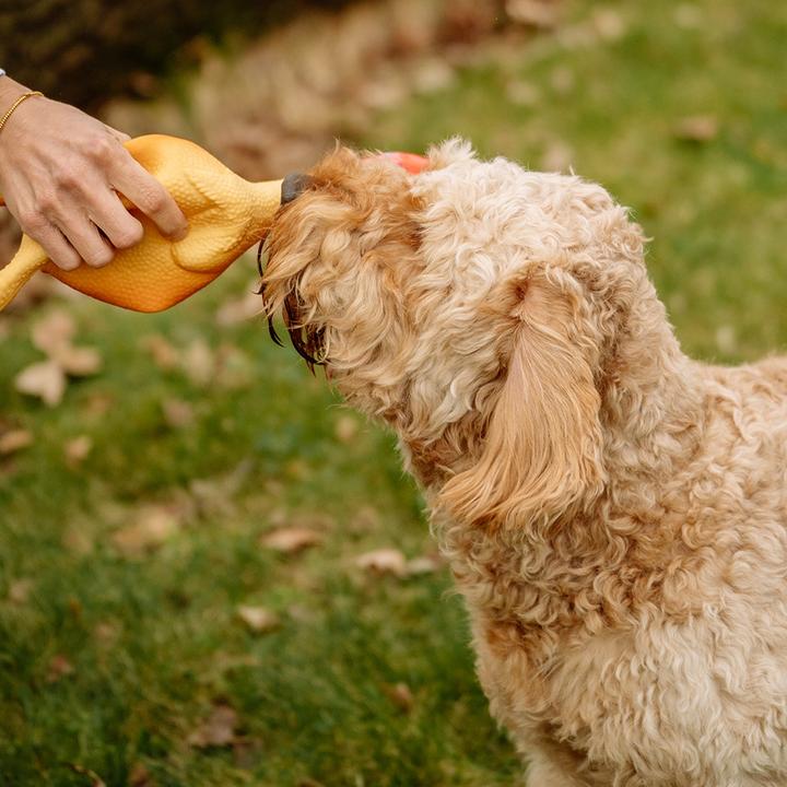 Actual product image Nobby Latex chicken (Tug toy dog)