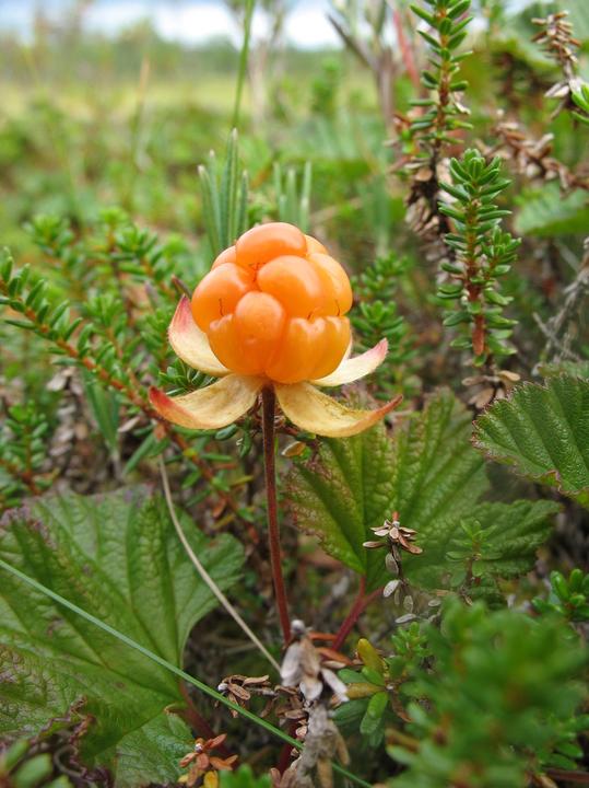 Produktbild Lubera Arktische Moltebeere Arom'arctic® Nyby