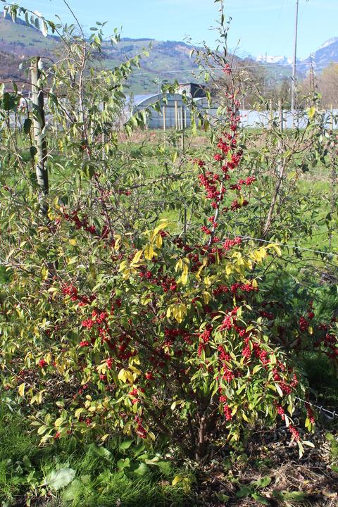 Lubera Pointilla® Sweet'n'sour® (doux)